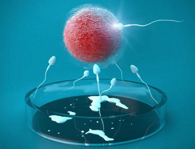 供卵生男孩价格