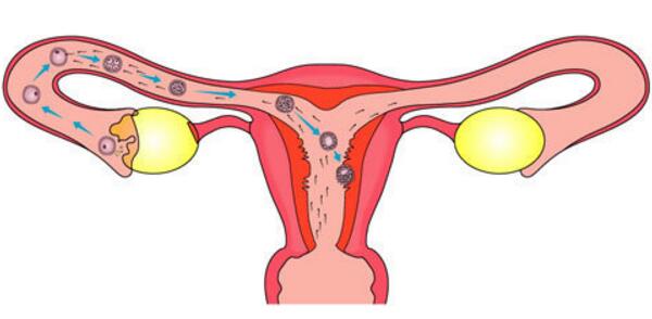 供卵机构包生男孩